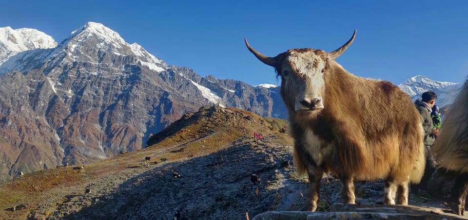 Kathmandu: Mardi Himal Trek with Vibrant Views