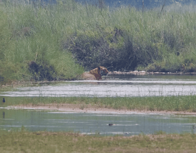 7-Day Royal Bengal Tiger & One-horned Rhino in Bardiya
