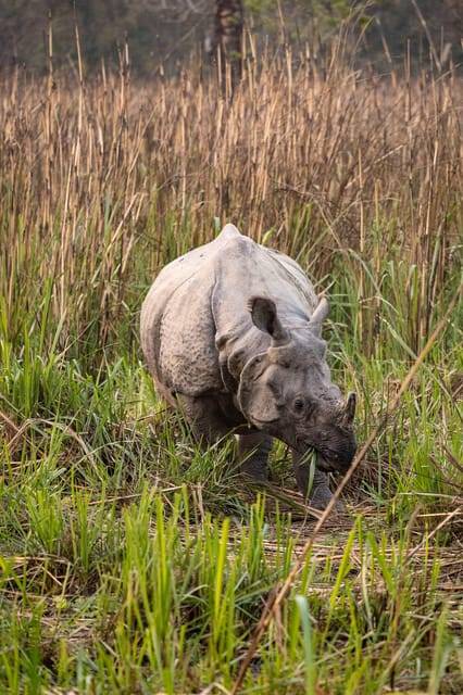Royal Bengal Tiger & One-horned Rhino Safari in Chitwan