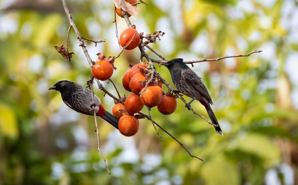 Kathmandu: Shivapuri National Park Nature Photography Tour