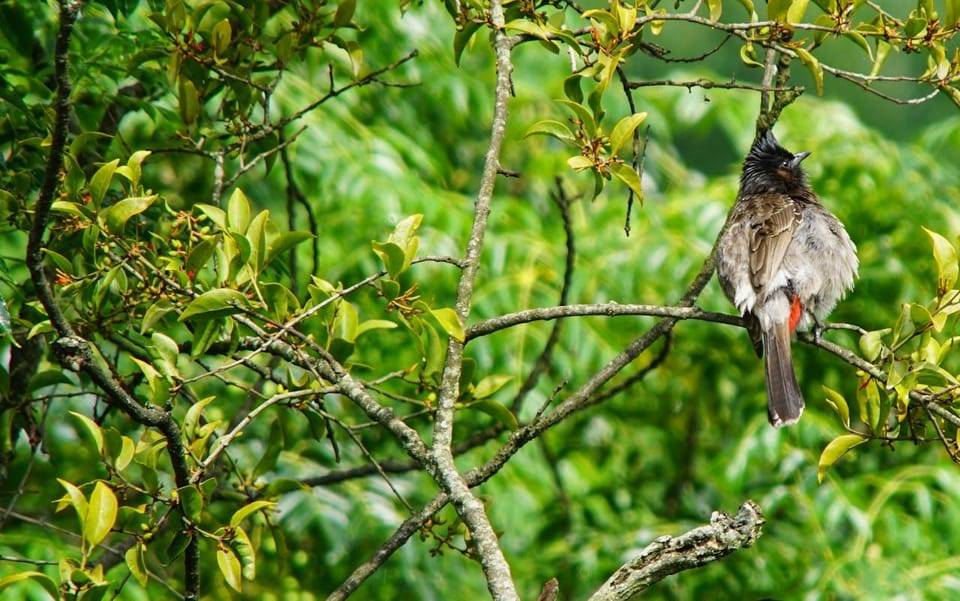 Kathmandu: Phulchowki Birdwatching Tour with Expert Guide