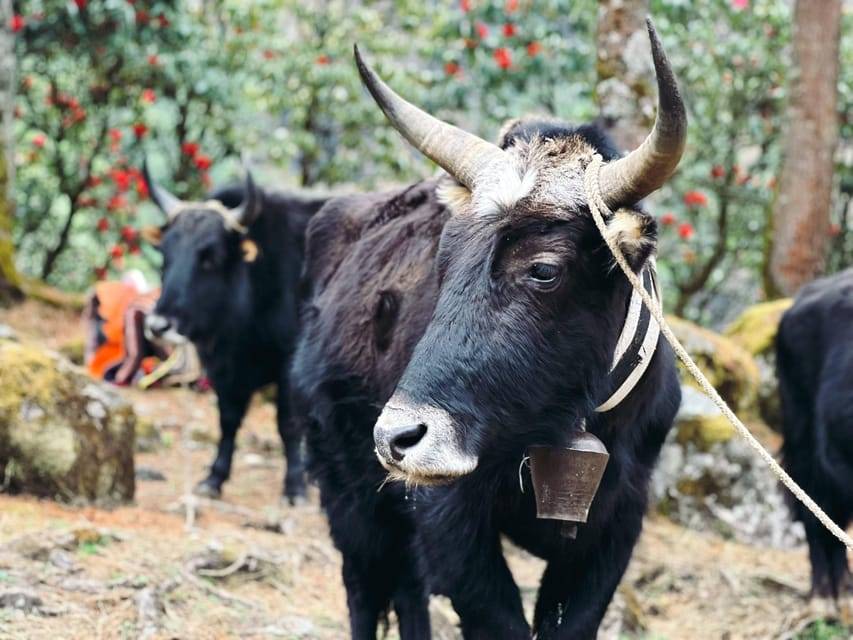 Eastern Nepal: Hidden Ethnic Trails Guided Tour