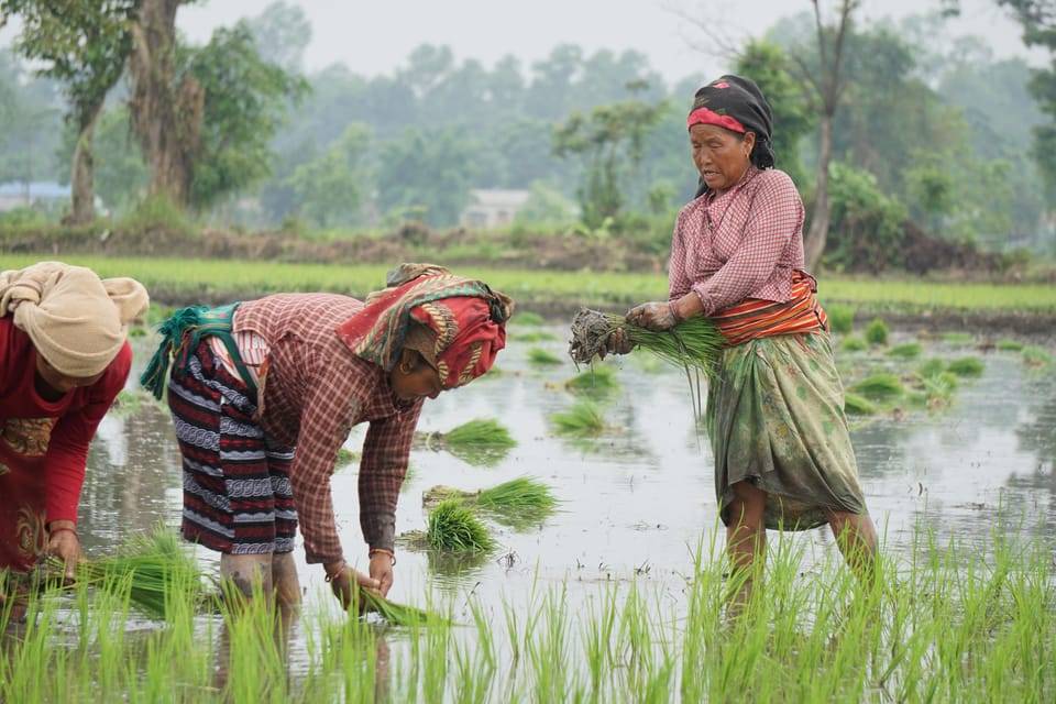 Kathmandu: 3-Day Rice Planting & Village Homestay Tour