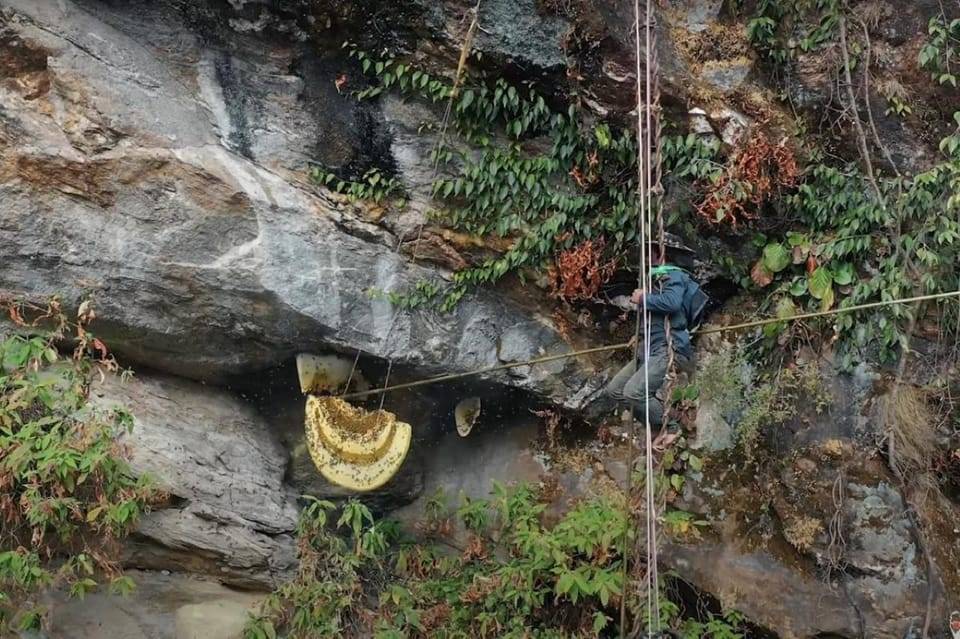 Mad Honey Hunting Tour in Nepal - 4 Days
