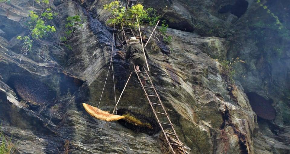 From Kathmandu: 4-Day Annapurna Honey Hunting Tour