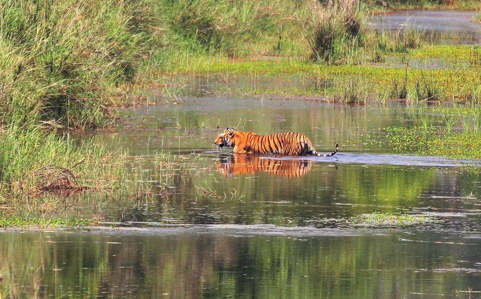 Kathmandu: 4-Day Bardia National Park Tiger Tracking Tour