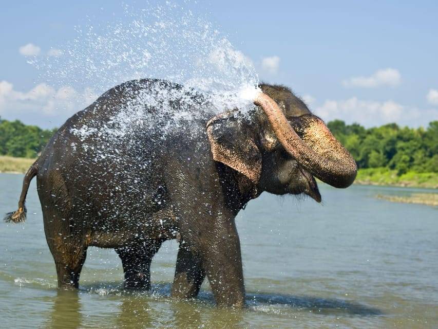 Chitwan: Jungle Safari Tour with Canoe Ride in Forest River
