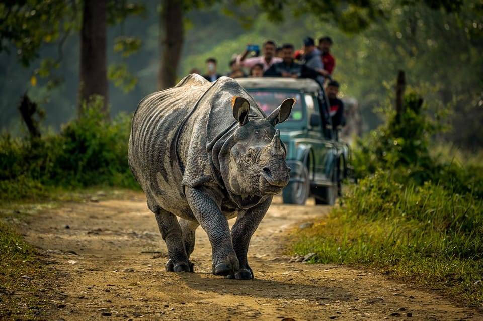 From Kathmandu/Pokhara: 3-Day All-Inclusive Chitwan Safari