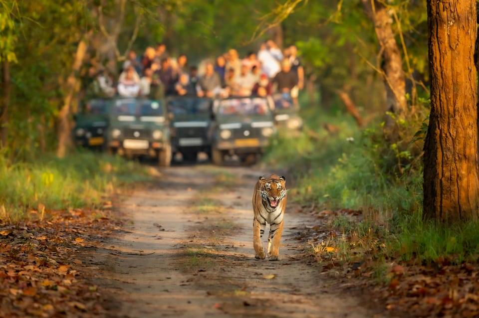 Kathmandu/Pokhara: 3 Day Chitwan Jungle Safari Tour
