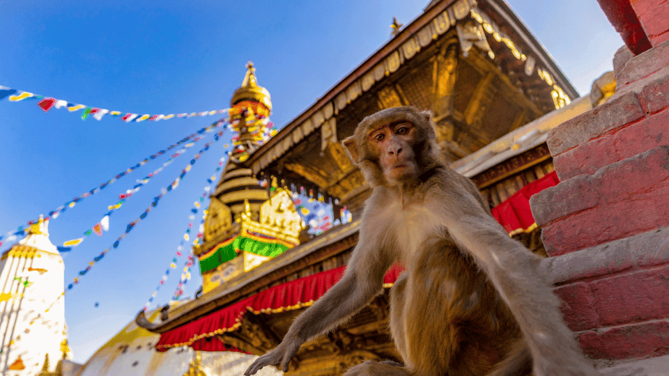 Kathmandu: Chandragiri Cable Car and Monkey Temple Tour