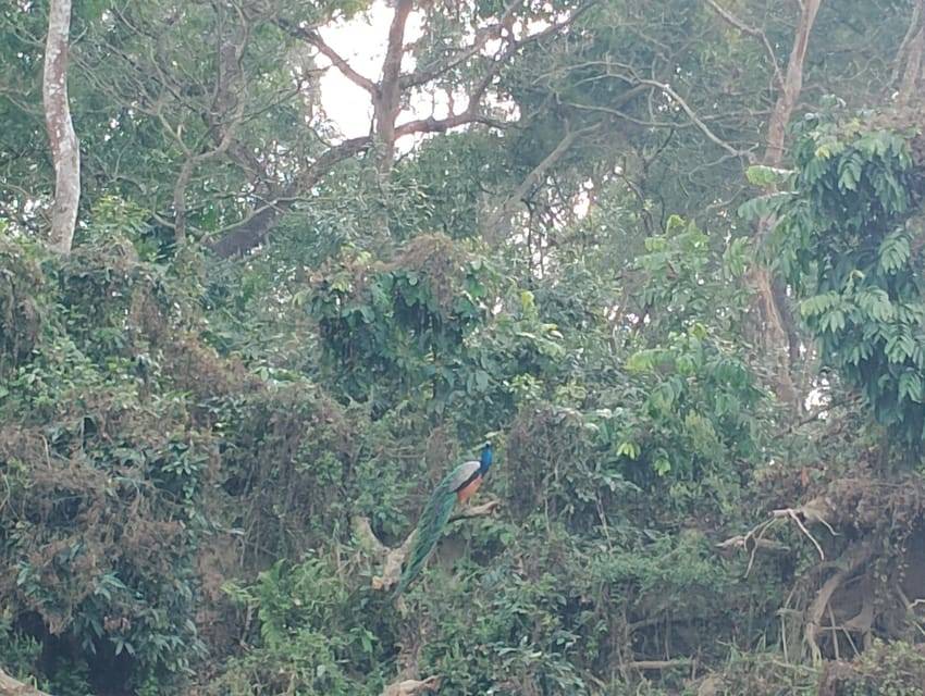 From Kathmandu: 2 Day Short Wildlife National Park Tour