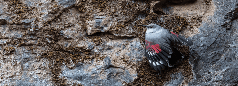 Kathmandu Valley: Bird Watching Tour with Guide