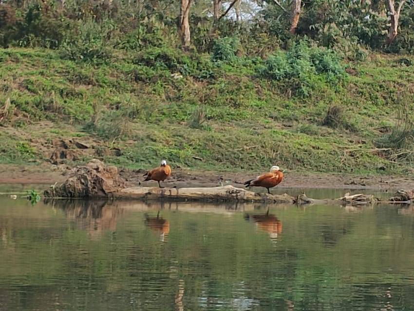 From Kathmandu or Pokhara: 4-Day Chitwan National Park Tour