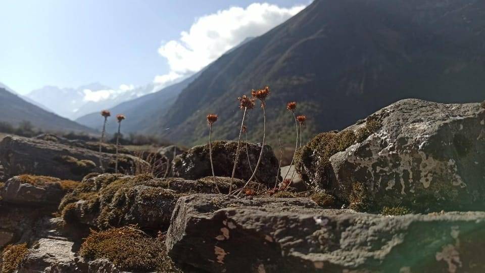 From Kathmandu: 7-Day Langtang Valley Trek