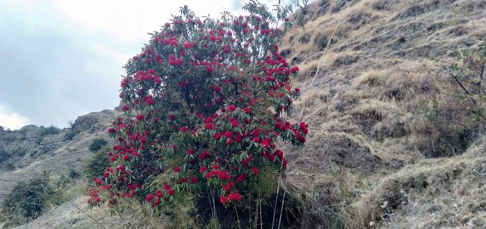 Nepal: Khopra Ridge Trek