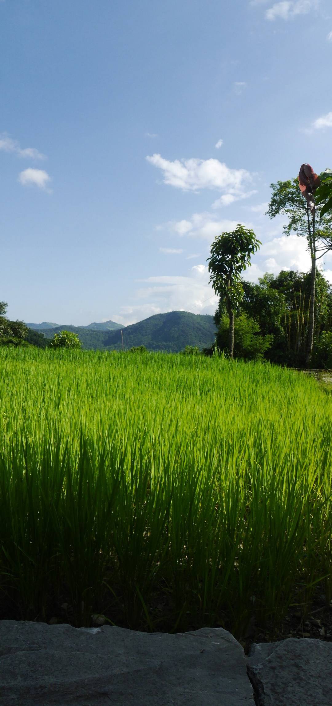 Small local Nepali house farm — photo