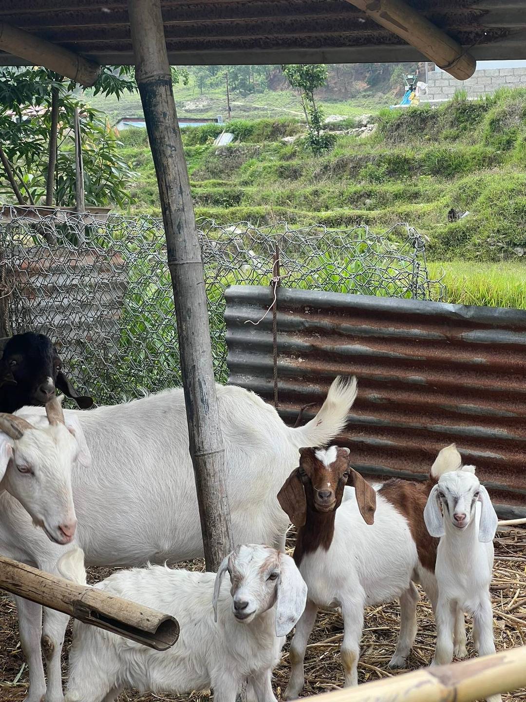 Organic Farm near Pokhara — photo
