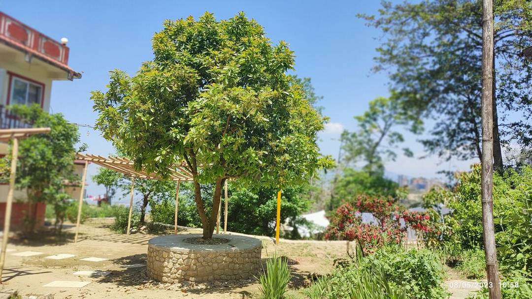 Serene Garden View Room — photo