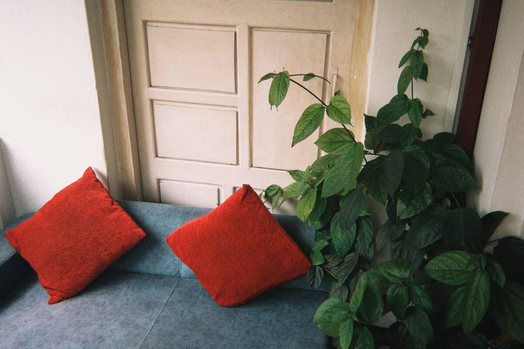 Long tong — photo