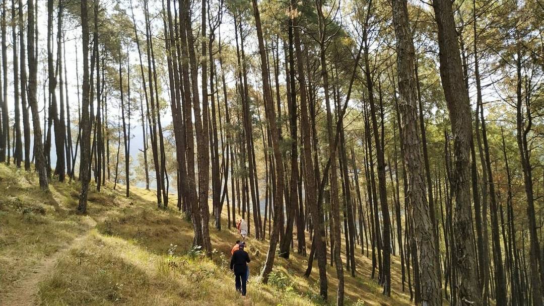 Private spacious treehouse in Nagarkot — photo