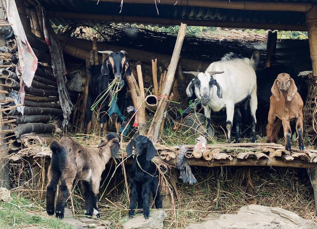 Homs Homestay Retreat Pokhara Sarangkot — photo