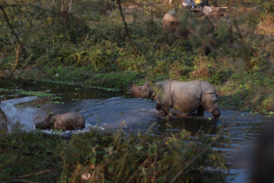 chital lodge and wildlife camp — photo