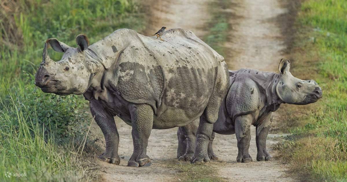 Chitwan National Park Tour from Kathmandu