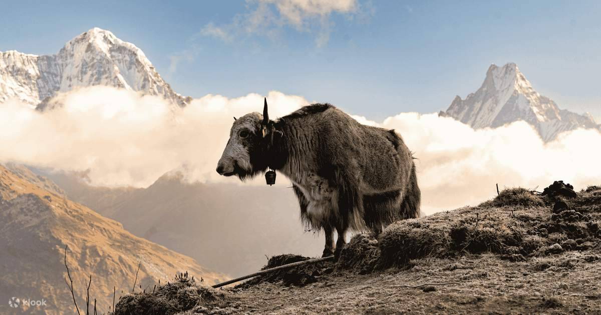 Pokhara Mardi Himal Private Multi-Day Trekking Tour