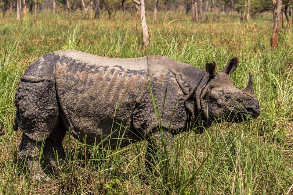 Chitwan: 3-Day Luxury Safari Package