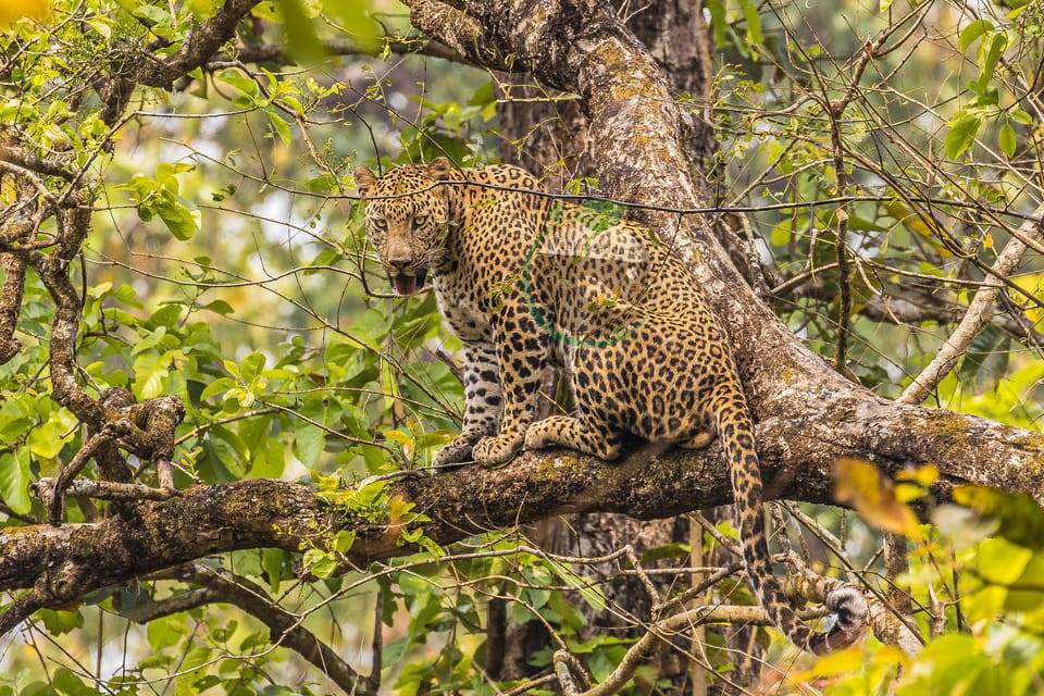 Chitwan: 4-Day Big Five Safari Package