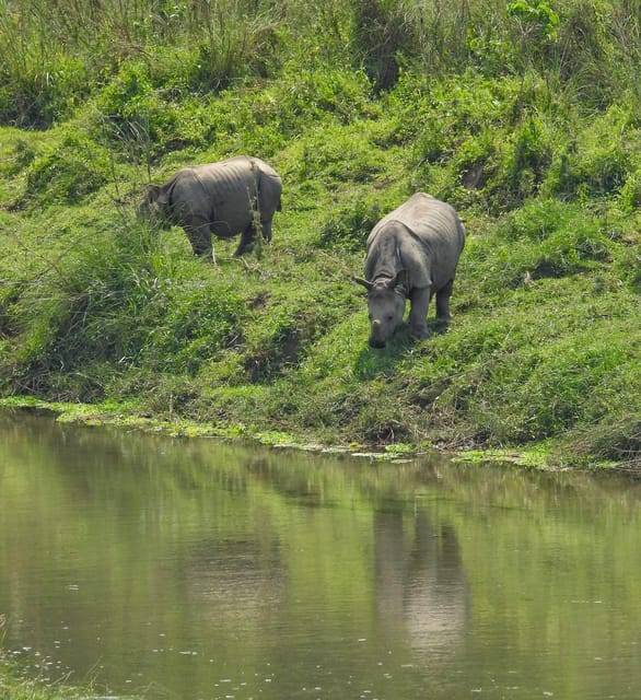 Chitwan: ONE DAY AND HALF CANOEING AND JUNGLE WALK AND JEEP