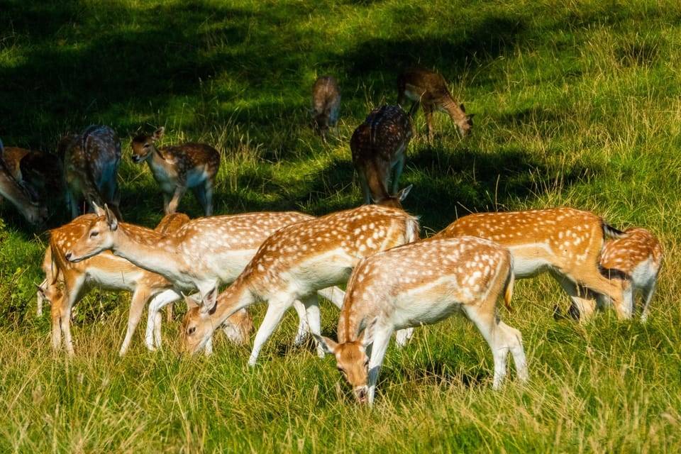 Kathmandu/Pokhara: Wildlife, Culture and Jungle Safari Tour