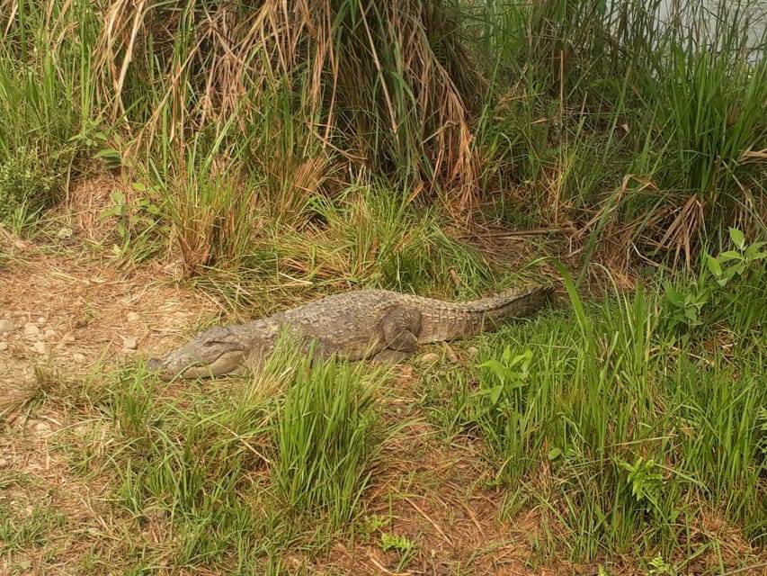 Chitwan: 4-Day Chitwan National Park Tiger Safari Tour