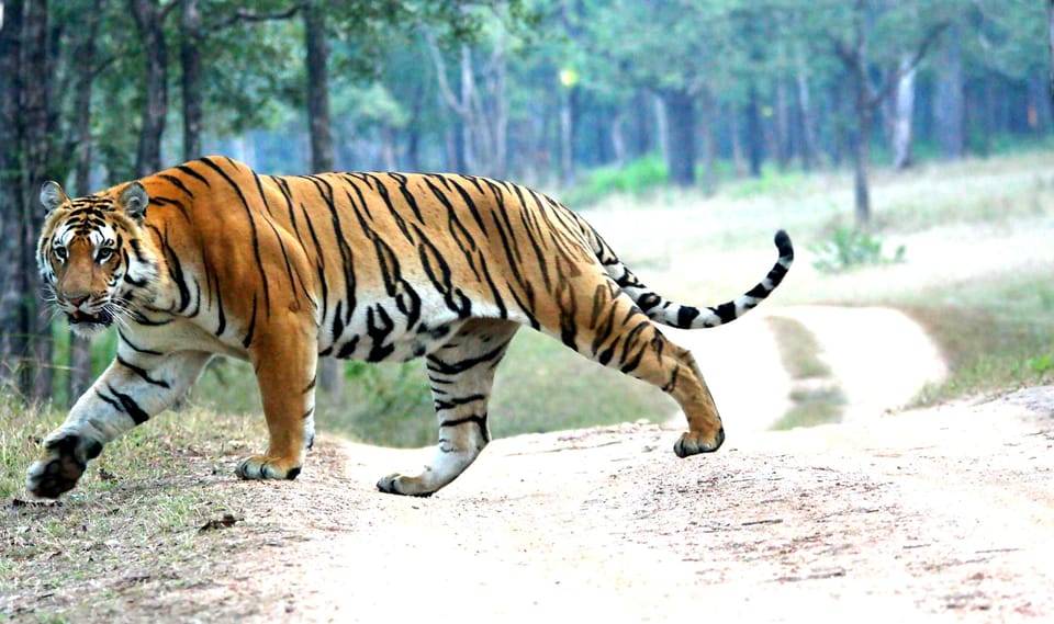 Chitwan 1 Night 2 Day Wildlife Adventure