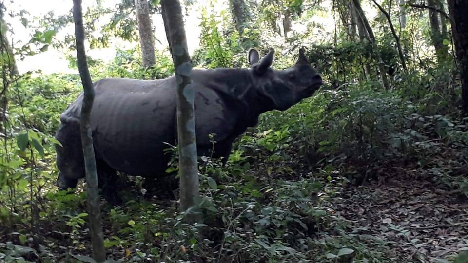 From Pokhara: 2-Day Chitwan National Park Safari Tour