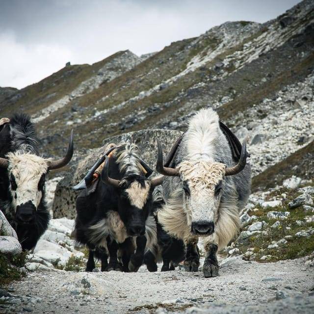 Everest Panorama Trek - Nature's Grandeur in Every Step