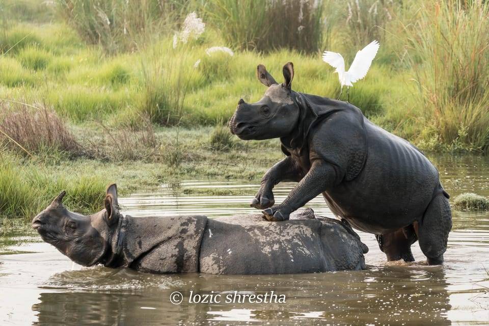 From Kathmandu/Pokhara: 3-Day Chitwan National Park Tour