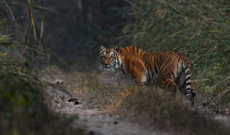 Chitwan 3 nights package from Kathmandu or Pokhara
