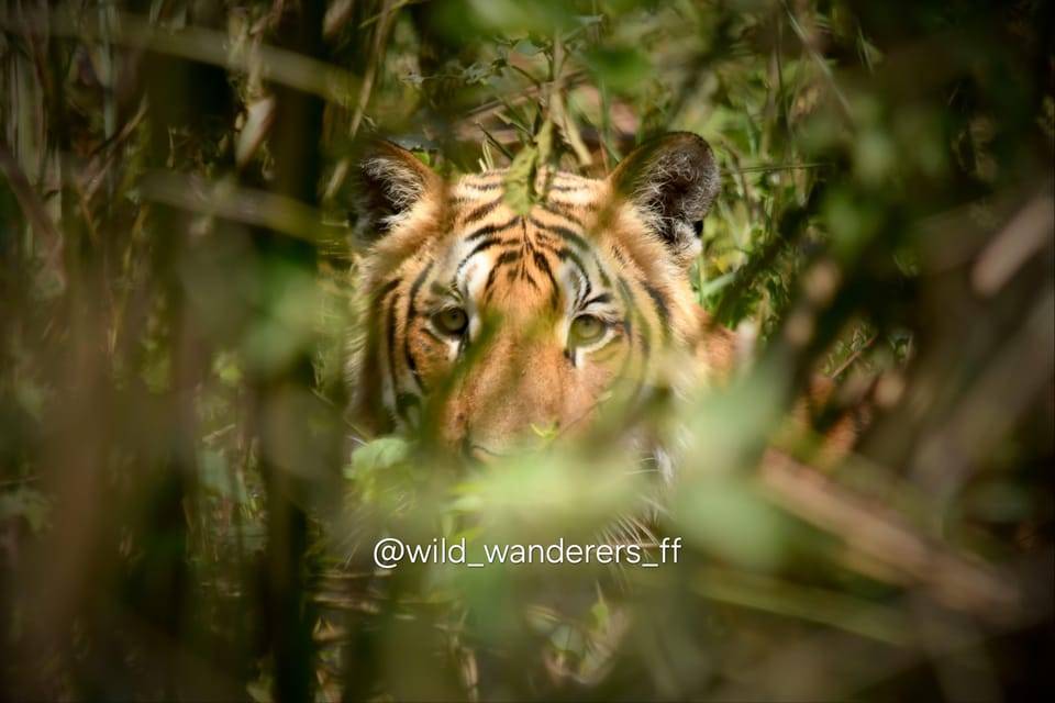 Chitwan: Full-Day Safari Canoeing and Jungle Walk and Jeep