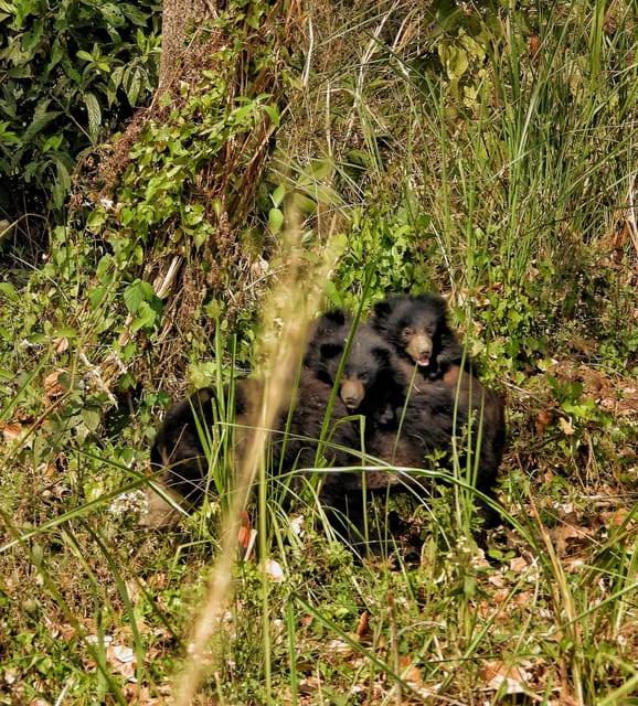 Chitwan National Park: Full-Day Jeep Safari with Lunch