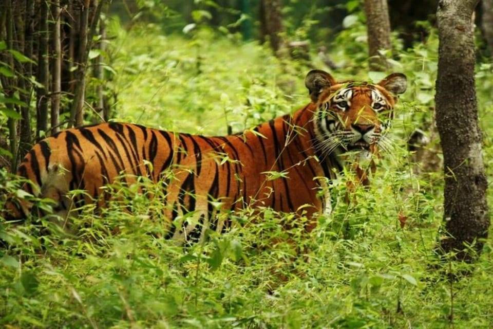 Chitwan National Park Tour