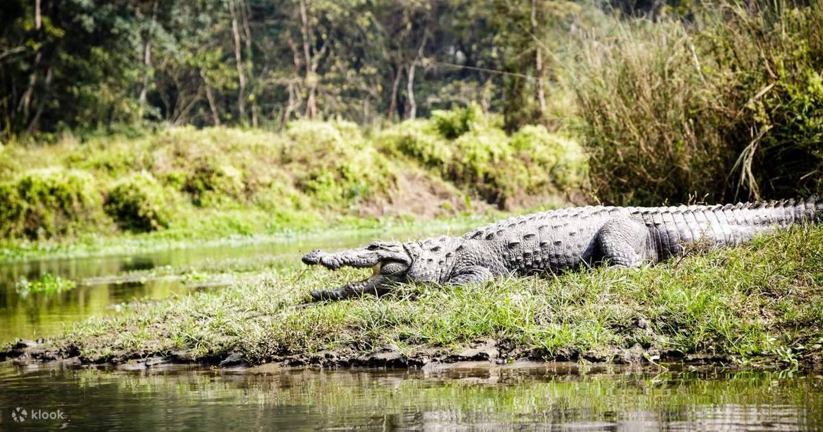 Explore Nepal: 3-Day Culture, Wildlife & Jungle Tour