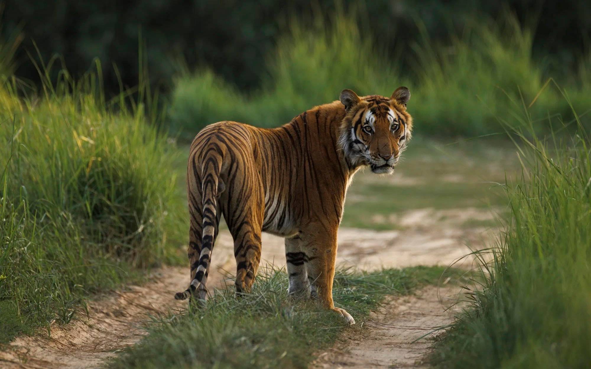Chitwan National Park Wildlife and Jungle Adventure-3 Night/4 days