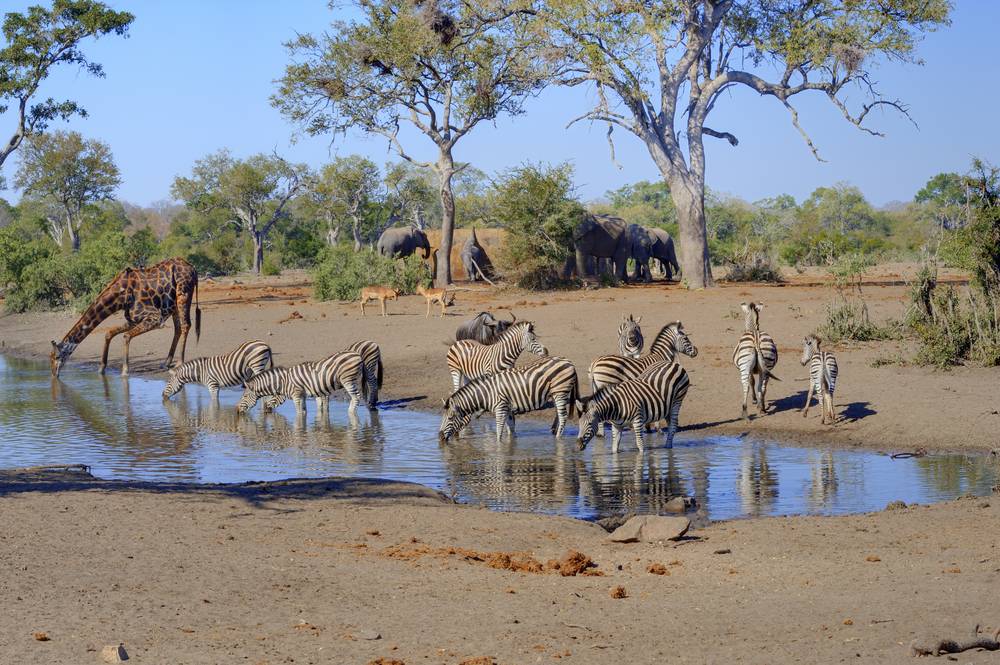 9-Day Explore Kruger & Victoria Falls Tour from Johannesburg: Kruger National Park, Karongwe Private Game Reserve and Victoria Falls | Small Group Tour