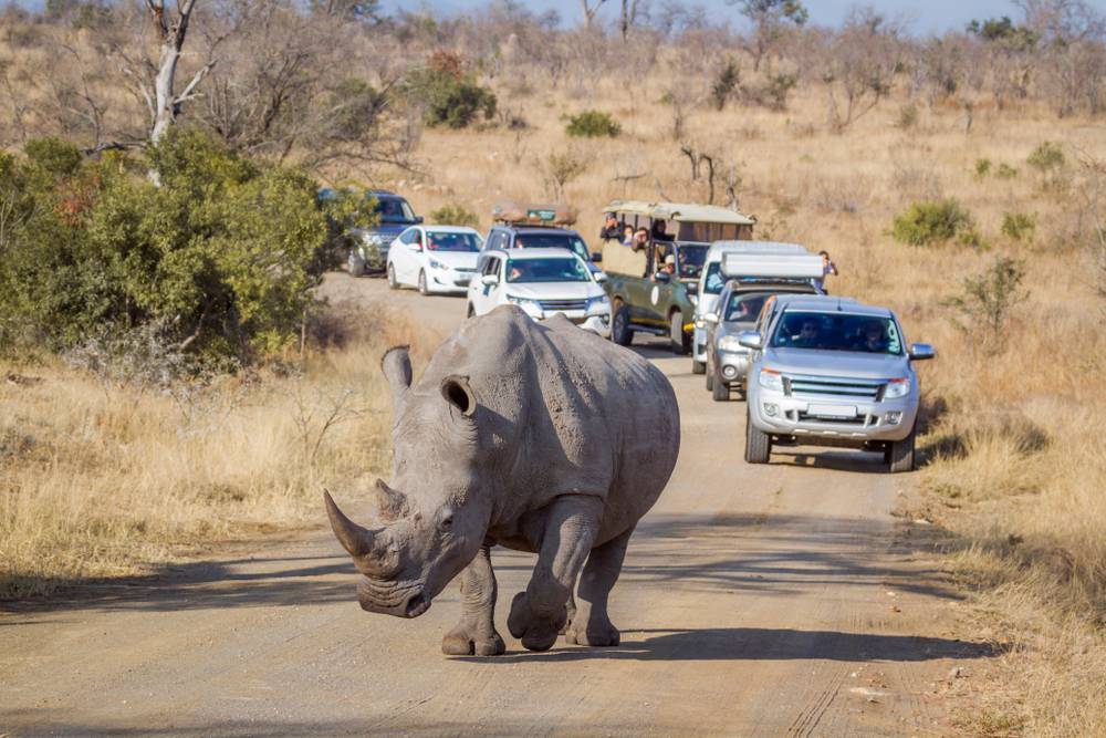 7-Day Explore Kruger National Park Tour from Johannesburg: Kruger National Park and Karongwe Private Game Reserve | Small Group Tour