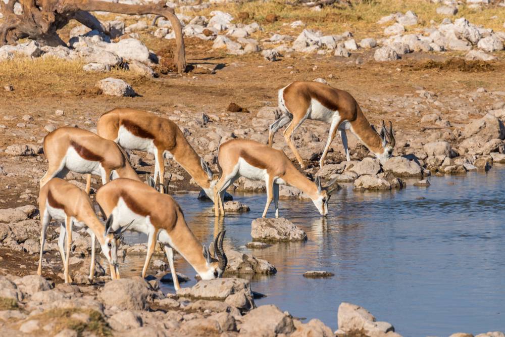 12-Day South Africa and Namibia Adventure Tour from Cape Town: Lambert's Bay, Orange River, Fish River Canyon, Keetmanshoop, Etosha National Park 