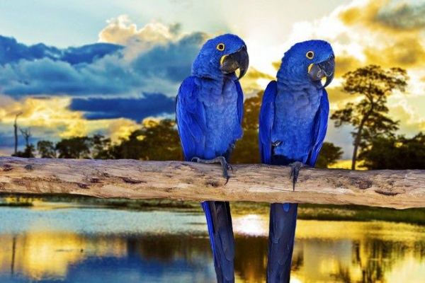 3-Day Amazon Boat Trip from Manaus