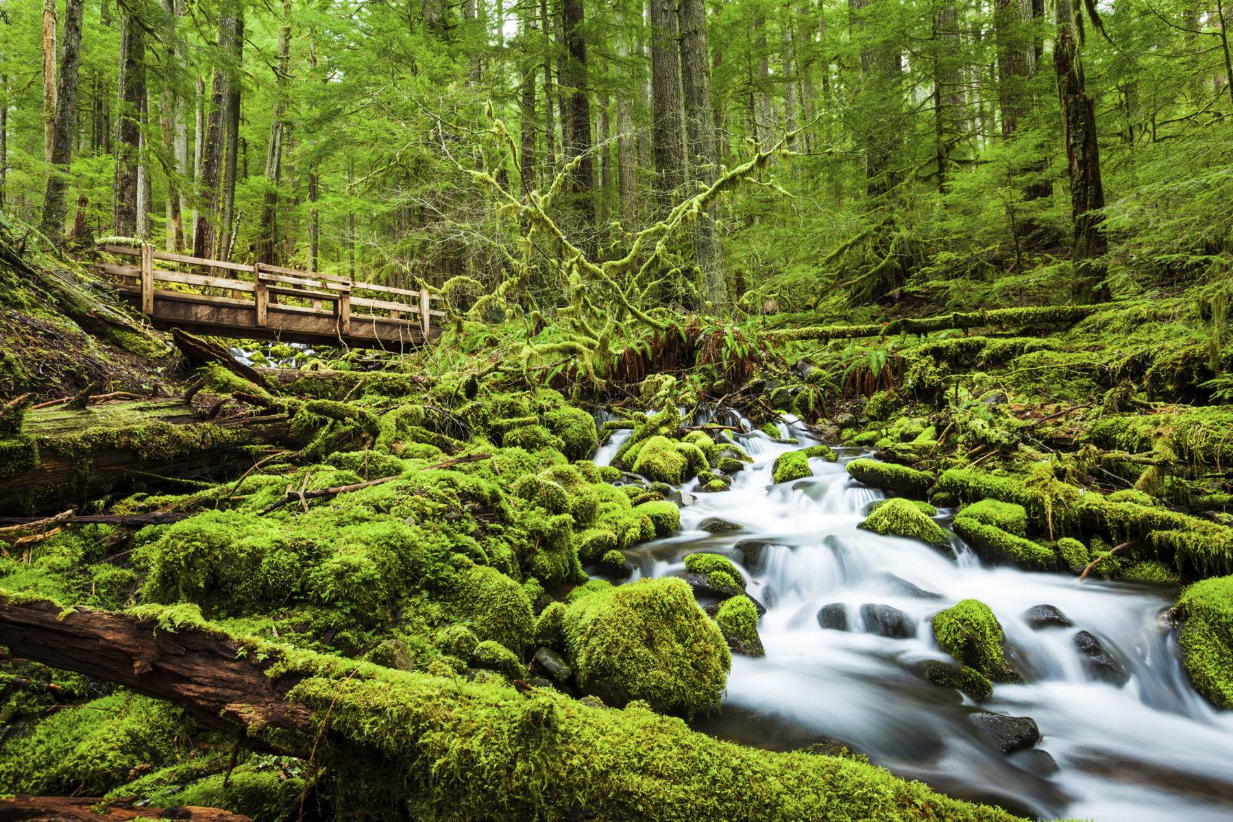 3-Day Seattle Tour: Olympic National Park and 2-Day Free Day (Optional Mount Rainier / Snoqualmie Falls / Vancouver City Tour / Seattle City Tour) | Hotel with Breakfast