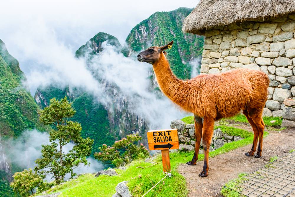 【Lima + Cusco】8-Day Peru Tour from Lima: Lake Titicaca, Machu Picchu and Puno