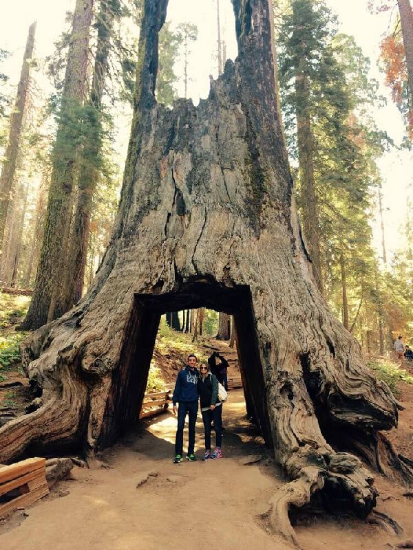2-Day In-depth Yosemite National Park Tour from SFO | Stay at Cedar Lodge